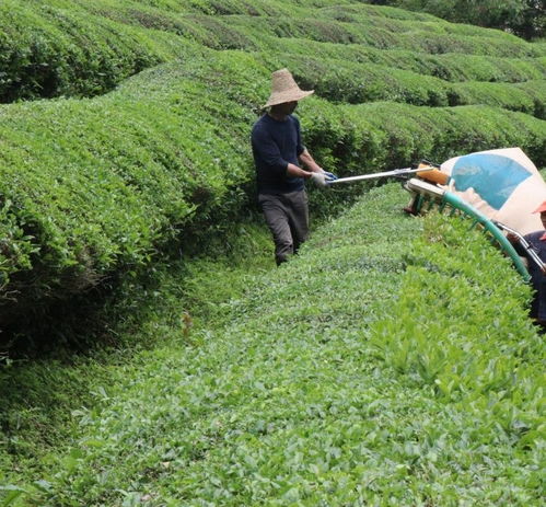江西浮梁8萬(wàn)畝大宗茶迎來(lái)生產(chǎn)旺季 助力鄉(xiāng)村振興