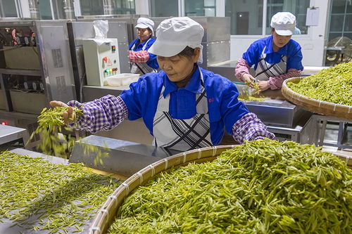 明前茶采摘忙與茶葉加工技藝探析