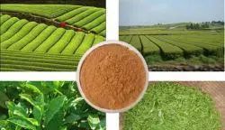 零食之殤 狗狗誤食茶葉后的生死驚魂