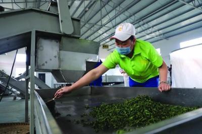 修文縣六屯鎮 以茶帶旅、以旅興茶、茶旅富民，譜寫鄉村振興新篇章