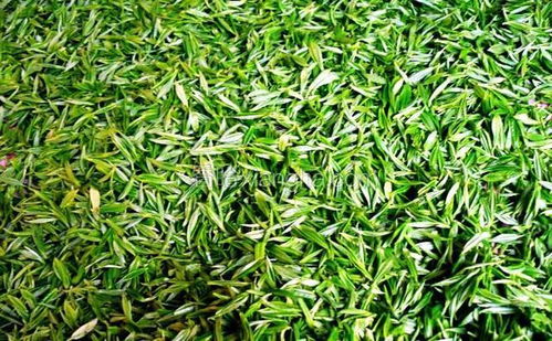 保靖黃金茶 匠心獨(dú)運(yùn)的茶葉加工技藝