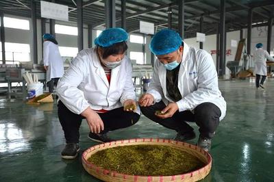 興仁 春茶飄香季，茶園開(kāi)采忙