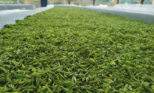 曲江茶谷白葉茶加工廠正式投入運(yùn)營(yíng)，開(kāi)啟茶葉加工新篇章