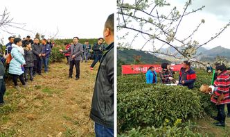 貴定縣舉辦茶葉采摘加工培訓(xùn)，科技賦能茶產(chǎn)業(yè)提質(zhì)增效