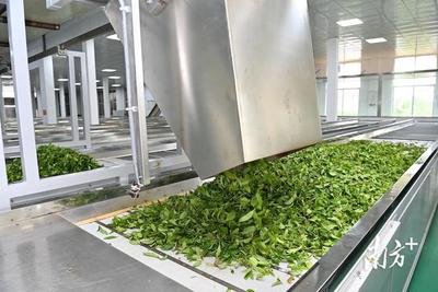 春滿紅土，茶香飄溢——湛江農(nóng)墾三千畝春茶喜迎開(kāi)采與加工