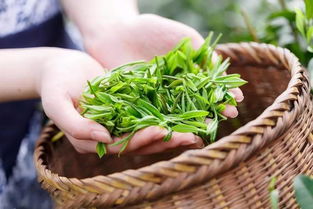 七窨茉莉花茶 溫江人夏日的“續命”甘泉