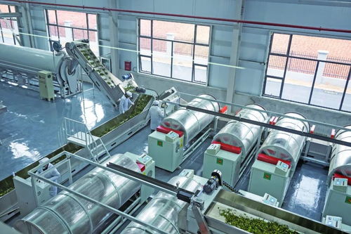 從一億到六十億 看“陽新速度”如何泡出茶葉新經濟