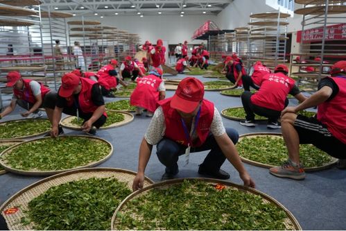 技顯匠心，茶韻飄香——第六屆全國農業行業職業技能大賽茶葉加工工（精制）賽四川省選拔賽正式啟幕