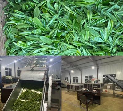 六安市舒城縣廬鎮林河村高山茶的“五道匠心”密碼