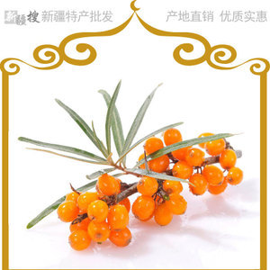【沙棘花】沙棘花價格/圖片_沙棘花批發/采購_沙棘花廠家/供應商